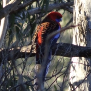 Platycercus elegans at Bungendore, NSW - 19 Aug 2017 04:49 PM