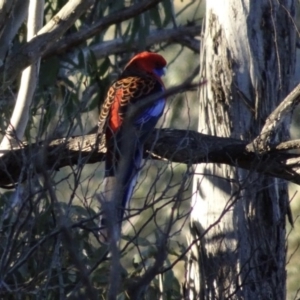 Platycercus elegans at Bungendore, NSW - 19 Aug 2017 04:49 PM