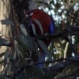 Platycercus elegans at Bungendore, NSW - 19 Aug 2017 04:49 PM