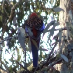 Platycercus elegans at Bungendore, NSW - 19 Aug 2017 04:49 PM