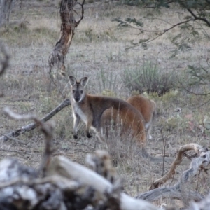 Notamacropus rufogriseus at Bungendore, NSW - 19 Aug 2017