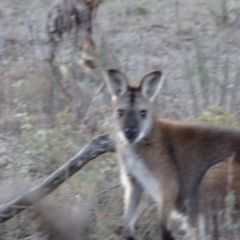 Notamacropus rufogriseus at Bungendore, NSW - 19 Aug 2017