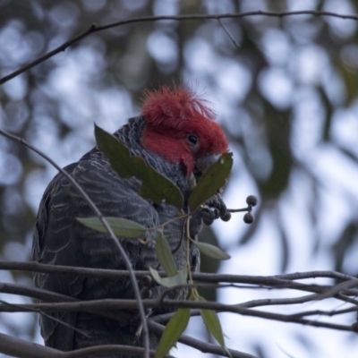 Callocephalon fimbriatum (Gang-gang Cockatoo) at Acton, ACT - 19 Aug 2017 by AlisonMilton