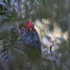 Callocephalon fimbriatum at Acton, ACT - suppressed