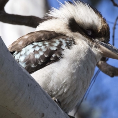 Dacelo novaeguineae (Laughing Kookaburra) at Canberra Central, ACT - 19 Aug 2017 by AlisonMilton