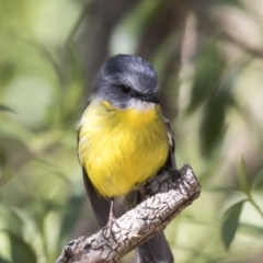 Eopsaltria australis (Eastern Yellow Robin) at Acton, ACT - 19 Aug 2017 by AlisonMilton