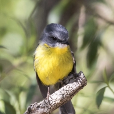 Eopsaltria australis (Eastern Yellow Robin) at Acton, ACT - 19 Aug 2017 by Alison Milton