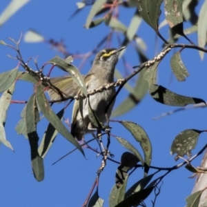 Caligavis chrysops at Acton, ACT - 19 Aug 2017