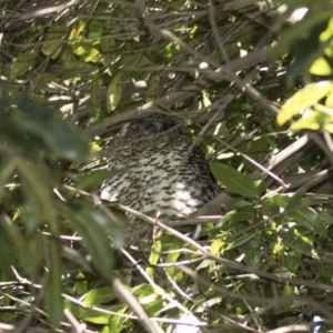 Ninox strenua at Acton, ACT - suppressed