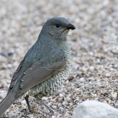 Ptilonorhynchus violaceus (Satin Bowerbird) at Acton, ACT - 19 Aug 2017 by AlisonMilton