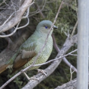 Ptilonorhynchus violaceus at Acton, ACT - 19 Aug 2017