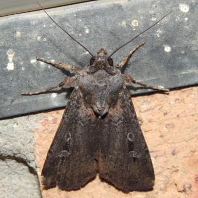 Agrotis infusa (Bogong Moth, Common Cutworm) at Conder, ACT - 16 Oct 2015 by michaelb