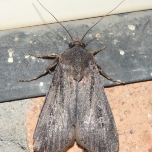 Agrotis infusa at Conder, ACT - 16 Oct 2015