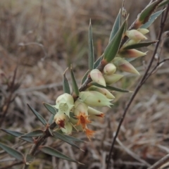 Melichrus urceolatus (Urn Heath) at Molonglo Valley, ACT - 2 Aug 2017 by michaelb