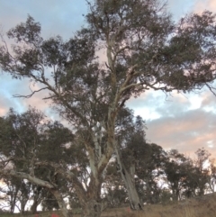 Eucalyptus polyanthemos (Red Box) at Molonglo River Reserve - 2 Aug 2017 by michaelb