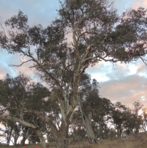 Eucalyptus polyanthemos at Molonglo River Reserve - 2 Aug 2017
