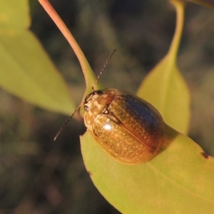 Paropsisterna cloelia at Bonython, ACT - 29 Nov 2014