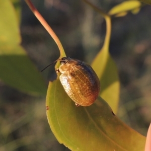 Paropsisterna cloelia at Bonython, ACT - 29 Nov 2014