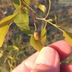 Paropsisterna cloelia at Bonython, ACT - 29 Nov 2014