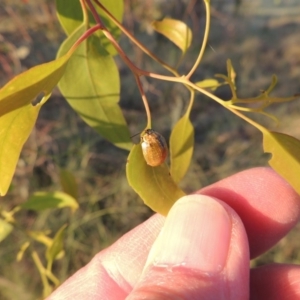 Paropsisterna cloelia at Bonython, ACT - 29 Nov 2014