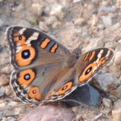 Junonia villida (Meadow Argus) at Greenway, ACT - 2 Mar 2015 by michaelb