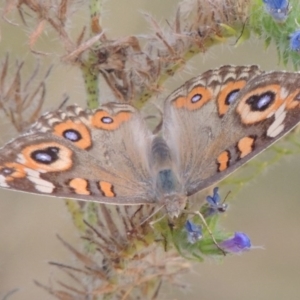 Junonia villida at Tharwa, ACT - 11 Feb 2014 07:38 PM