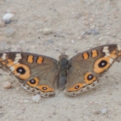 Junonia villida (Meadow Argus) at Paddys River, ACT - 12 Feb 2014 by MichaelBedingfield