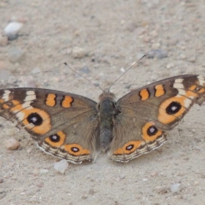 Junonia villida (Meadow Argus) at Paddys River, ACT - 12 Feb 2014 by MichaelBedingfield