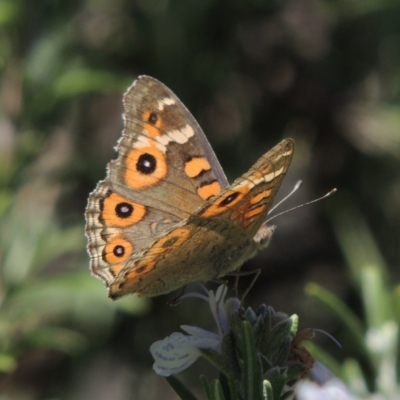 Junonia villida (Meadow Argus) at Conder, ACT - 7 Feb 2015 by MichaelBedingfield