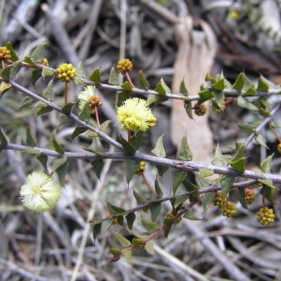 Acacia gunnii (Ploughshare Wattle) at Gang Gang at Yass River - 19 Aug 2017 by SueMcIntyre