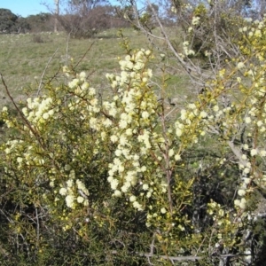 Acacia genistifolia at Yass River, NSW - 28 Aug 2005