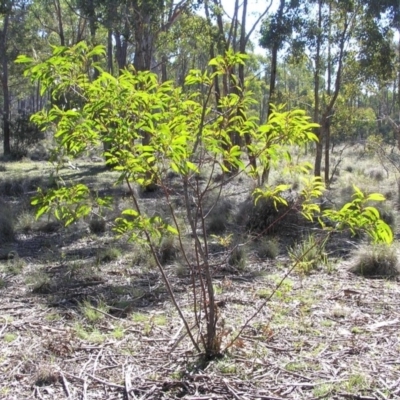 Acacia rubida (Red-stemmed Wattle, Red-leaved Wattle) at Yass River, NSW - 6 Aug 2005 by SueMcIntyre