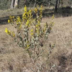 Acacia buxifolia subsp. buxifolia at Yass River, NSW - 19 Aug 2017 03:11 PM