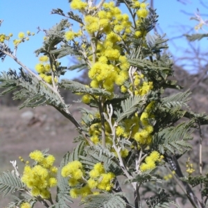 Acacia dealbata at Yass River, NSW - 28 Aug 2005 11:07 AM