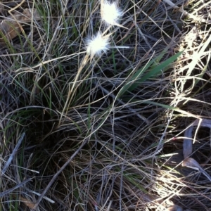 Rytidosperma sp. at Garran, ACT - 19 Aug 2017