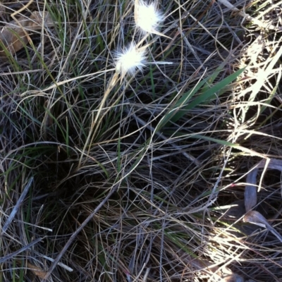 Rytidosperma sp. (Wallaby Grass) at Garran, ACT - 18 Aug 2017 by ruthkerruish