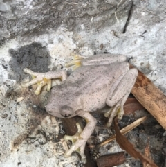 Litoria peronii (Peron's Tree Frog, Emerald Spotted Tree Frog) at Watson, ACT - 20 Aug 2017 by AaronClausen