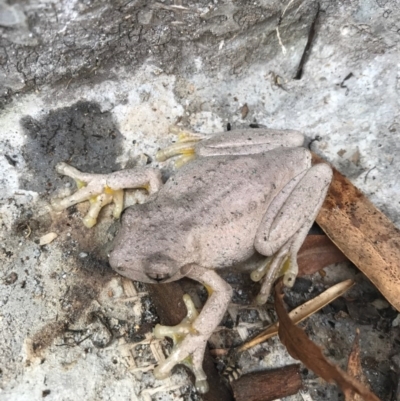 Litoria peronii (Peron's Tree Frog, Emerald Spotted Tree Frog) at Watson, ACT - 20 Aug 2017 by AaronClausen