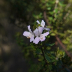 Westringia eremicola (Slender Western Rosemary) at Gungahlin, ACT - 19 Aug 2017 by ClubFED