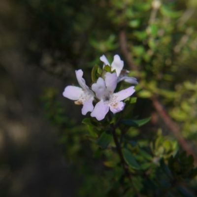 Westringia eremicola (Slender Western Rosemary) at Gungahlin, ACT - 19 Aug 2017 by ClubFED