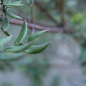 Westringia eremicola at Gungahlin, ACT - 19 Aug 2017