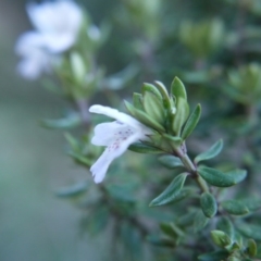 Westringia eremicola at Gungahlin, ACT - 19 Aug 2017