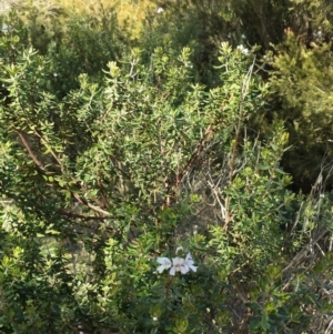 Westringia eremicola at Gungahlin, ACT - 19 Aug 2017