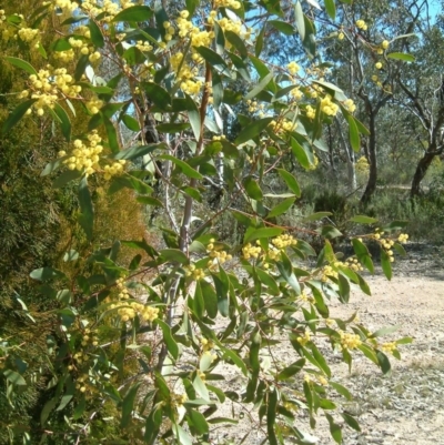 Acacia pycnantha (Golden Wattle) at Farrer Ridge - 20 Aug 2017 by julielindner