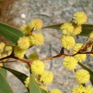 Acacia pycnantha at Farrer, ACT - 20 Aug 2017