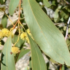 Acacia pycnantha at Farrer, ACT - 20 Aug 2017