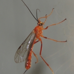 Netelia sp. (genus) (An Ichneumon wasp) at Conder, ACT - 9 Mar 2015 by MichaelBedingfield