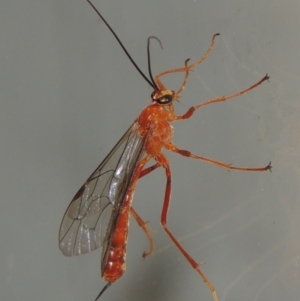 Netelia sp. (genus) at Conder, ACT - 9 Mar 2015 10:36 PM