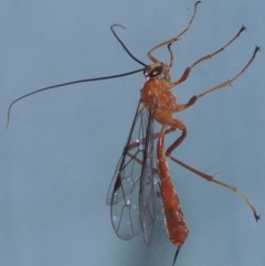 Netelia sp. (genus) at Conder, ACT - 9 Mar 2015 10:36 PM