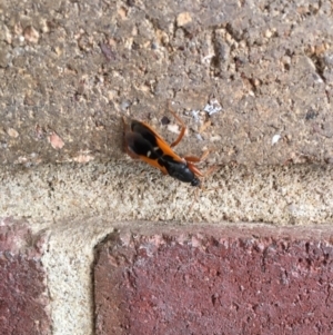 Ectomocoris ornatus at Chisholm, ACT - 30 Jan 2017